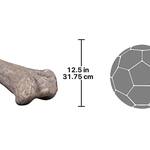 Gigantic Apatosaurus Dinosaur Femur Bone Fossil Statue