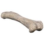 Gigantic Apatosaurus Dinosaur Femur Bone Fossil Statue