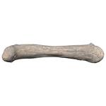 Gigantic Apatosaurus Dinosaur Femur Bone Fossil Statue