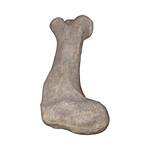 Gigantic Apatosaurus Dinosaur Femur Bone Fossil Statue