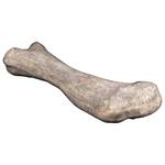 Gigantic Apatosaurus Dinosaur Femur Bone Fossil Statue