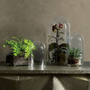Glass Cloche Terrariums