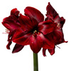 Glass Forcing Vase - Make Flower Bulbs Bloom In Any Season