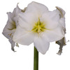 Glass Forcing Vase - Make Flower Bulbs Bloom In Any Season
