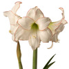 Glass Forcing Vase - Make Flower Bulbs Bloom In Any Season