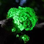 Glow-in-the-Dark Mushroom Log Kit