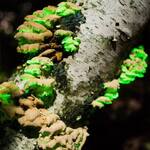 Glow-in-the-Dark Mushroom Log Kit