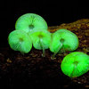 Glow-in-the-Dark Mushrooms Growing Kit