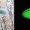 Glow-in-the-Dark Mushrooms Growing Kit