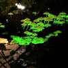 Glow-in-the-Dark Mushrooms Growing Kit