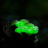 Glow-in-the-Dark Mushrooms Growing Kit