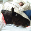 Godfather Horse Head Pillow