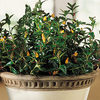 The Goldfish Plant
