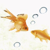GoldFish Window Decals