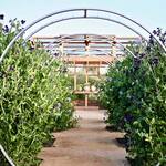 Gracie Modern Arbor - Giant Moon Gate Garden Arch Trellis