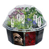 Graveyard Gothic Garden - Plants of Witches, the Undead and Unholy!