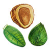 Green Leaf and Wood Slice Cheese Papers