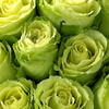 Green Roses