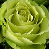 Green Roses