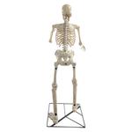 Grim - 6 Ft Animatronic Talking Skeleton