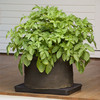 Grow Bags - Tomatoes, Peppers, Herbs and Potatoes