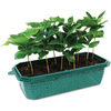 Grow Your Own Coffee Beans