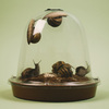 Grow Your Own Escargot (Snails)