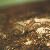 Grow Your Own Escargot (Snails)