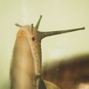 Grow Your Own Escargot (Snails)