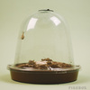 Grow Your Own Escargot (Snails)