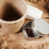 Grow Your Own Giant Redwood Tree Kit