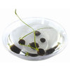 Lily Pad Kit - Grow Your Own Giant Lily Pads