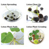 Lily Pad Kit - Grow Your Own Giant Lily Pads