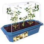 Grow Your Own Peanuts Kit