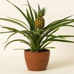 Grow Your Own Pineapple Bromeliad Plant