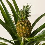 Grow Your Own Pineapple Bromeliad Plant