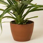 Grow Your Own Pineapple Bromeliad Plant