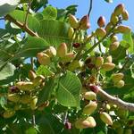 Grow Your Own Pistachio Nut Tree