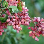 Grow Your Own Pistachio Nut Tree