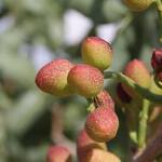 Grow Your Own Pistachio Nut Tree