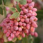 Grow Your Own Pistachio Nut Tree