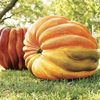 It's The Great Pumpkin!