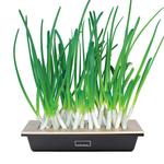 Hamama Green Onion Kit - ReGrow Green Onions in Days With Ease
