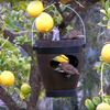 Hanging Dual Bird Feeder and Water Fountain