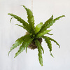 Hanging Fern Garden