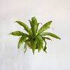 Hanging Fern Garden