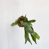 Hanging Fern Garden