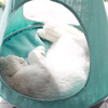 Hanging Hammock Cat Bed