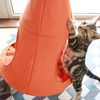 Hanging Hammock Cat Bed