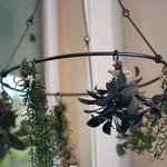 Hanging Herb Drying Rack - Preserve Fresh Herbs, Flowers, Hot Peppers, Garlic, and More